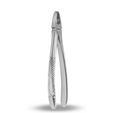 Upper Incisors and Molars