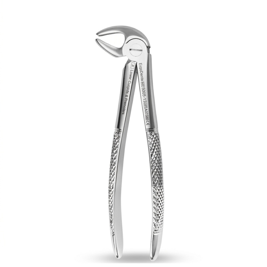 Lower Molars and Premolars