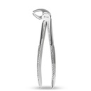 Lower Molars and Premolars