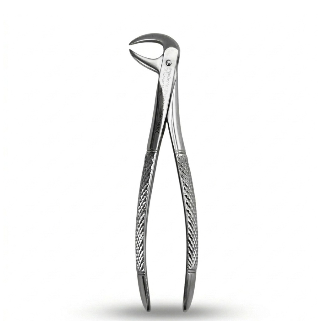 Lower Molars