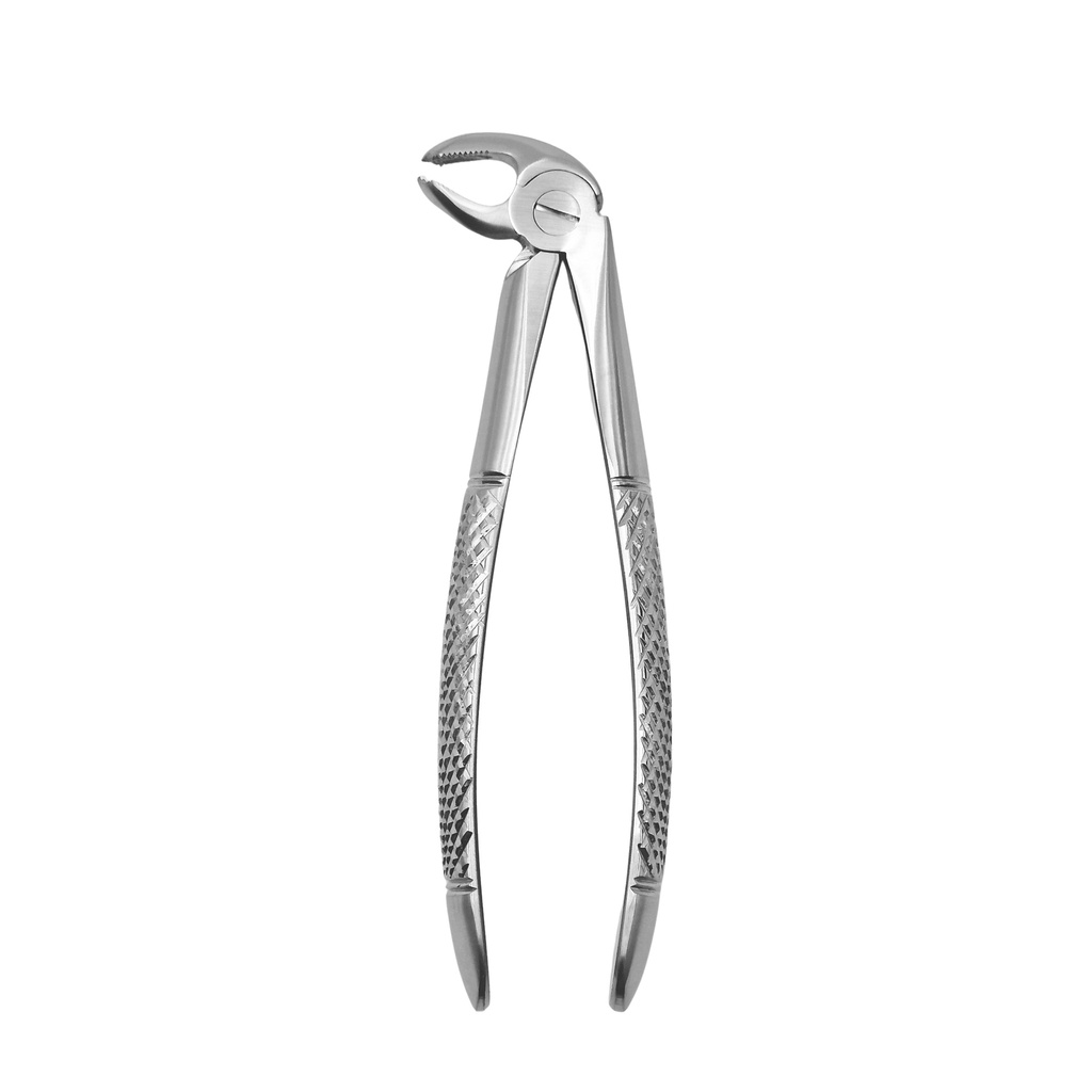 Fig. 13K Premolars, Lower Jaw
