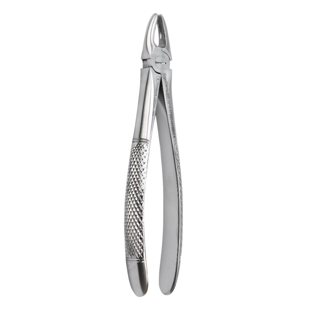 Fig. 37 Incisors, Upper Jaw
