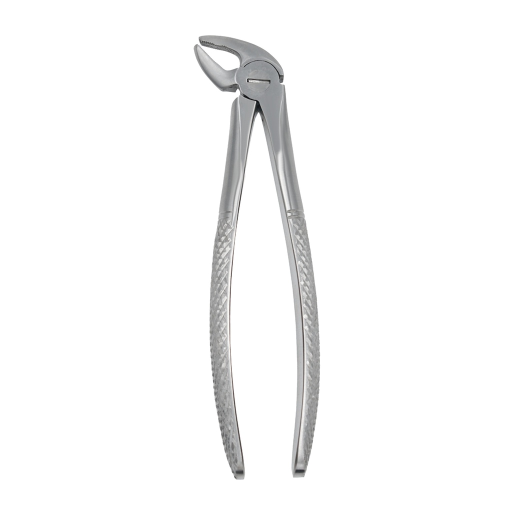 Fig. 38 Incisors and Canines, Lower Jaw