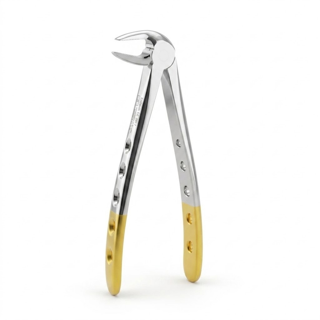 Lower Molars and Premolars