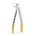 Lower Molars and Premolars