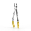 Upper Molars, Right