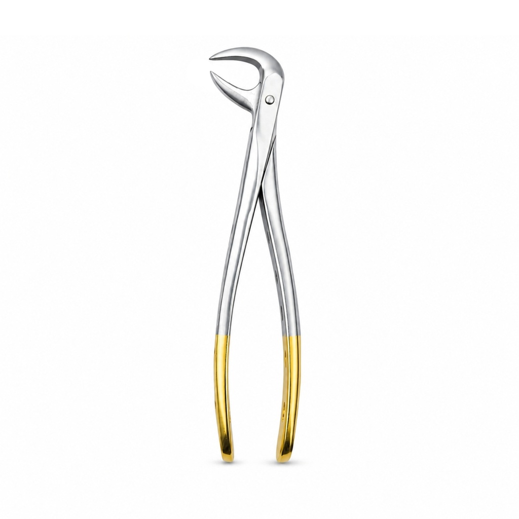 Lower Molars