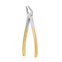 Upper Molar