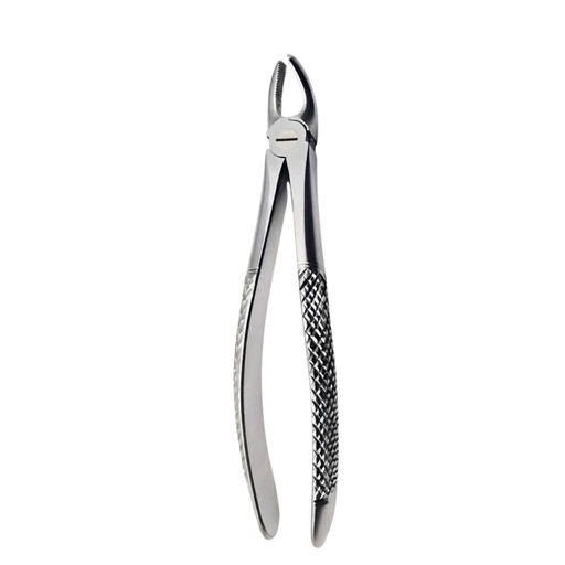 [5005-18] Upper Molars, Left