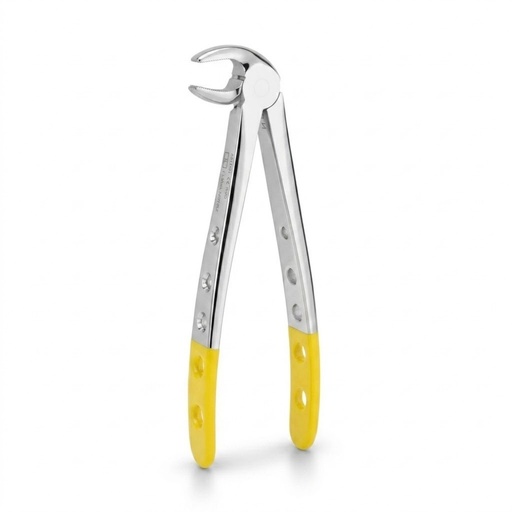 [5025-22] Lower Molars