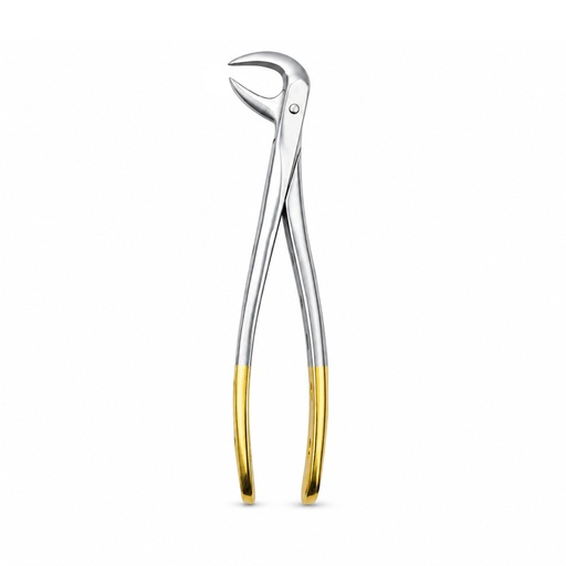 [5025-86B] Lower Molars